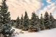 snow covered trees. Christmas tree farm 