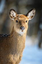 Female Roe Deer Portrait In The Winter Forest. Animal In Natural Habitat