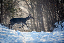 Female Roe Deer Run In The Winter Forest. Animal In Natural Habitat