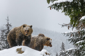 Wall Mural - close wild big brown bear in winter forest