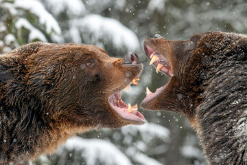 Wall Mural - close-up two angry brown bear fight in winter forest