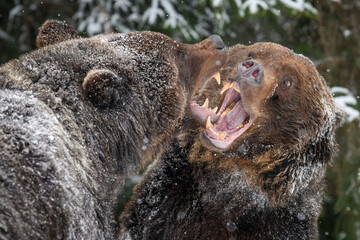 Wall Mural - close-up two angry brown bear fight in winter forest