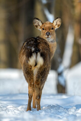 Fototapete - Female Roe deer portrait in the winter forest. Animal in natural habitat