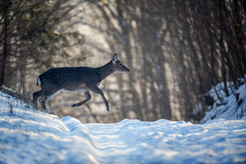 Fototapete - Female Roe deer run in the winter forest. Animal in natural habitat