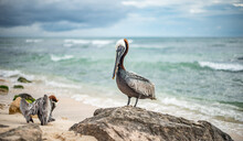 Bird Brown Pelican In Mexico, Yucatan Near Cancun