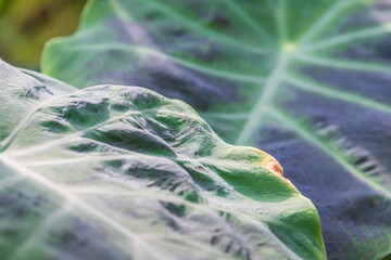 Close-up of 2 leafs of Taro colocasia esculenta