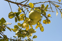 Closeup Shot Of An Apple Tree On The Blue Sky Background