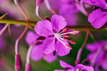 Close-up Shot Of A Beautiful Purple Flower With A Blurred Background