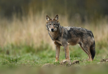 Grey wolf ( Canis lupus ) close up