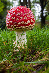 Canvas Print - Vertical shot of an Amanita muscaria or fly agaric mushroom in the forest during the daytime