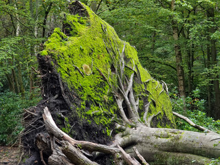 Sticker - Damaged and fallen tree on the ground in the forest