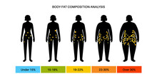 Body Fat Composition