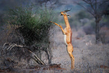 Gerenuk - Litocranius Walleri Also Giraffe Gazelle, Long-necked Antelope In Africa, Long Slender Neck And Limbs, Standing On Hind Legs During Feeding Leaves. Evening Colors