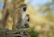 Vervet Monkey - Chlorocebus Pygerythrus - Two Monkeys Of Cercopithecidae Native To Africa, Similar To Malbrouck (Chlorocebus Cynosuros), Sleeping Monkey Sitting On The Trunk In The Tropical Forest