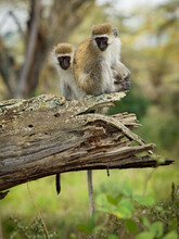 Vervet Monkey - Chlorocebus Pygerythrus - Two Monkeys Of Cercopithecidae Native To Africa, Similar To Malbrouck (Chlorocebus Cynosuros), Duo Sitting On The Trunk In The Tropical Forest