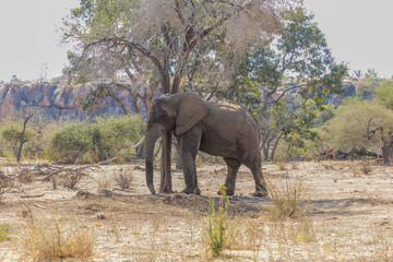 Canvas Print - Big elephant in the field with semi-dry trees sunlight