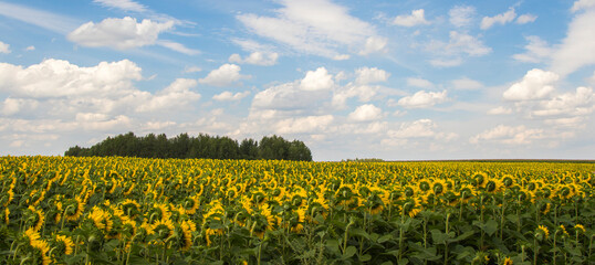 Wall Mural - Sunflower field with cloudy blue sky.