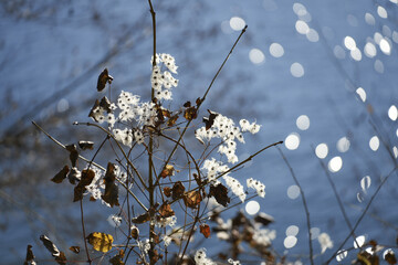 Sticker - Selective focus shot of thin plant branches with with flowers