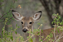 Closeup Of Beautiful White Tail Deer In The Field