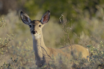 Poster - Closeup of beautiful white tail deer in the field