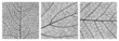 Leaf texture pattern with veins and cells. Close up leaf pattern background of vector plant or tree foliage monochrome mosaic structure, vascular tissue macro ornament of birch or maple tree leaf