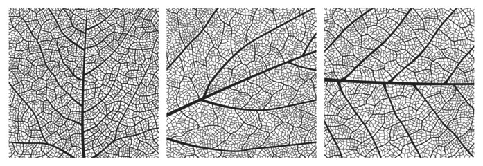 Leaf texture pattern with veins and cells. Close up leaf pattern background of vector plant or tree foliage monochrome mosaic structure, vascular tissue macro ornament of birch or maple tree leaf