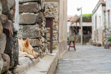 Wall Mural - Dog laying on the street of some historical rock building