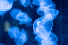 Closeup Of Sea Moon Jellyfish Translucent Blue Light Color And Dark Background.