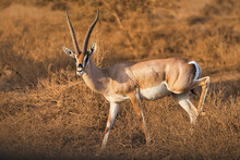 Selective Focus Shot Of A Beautiful Gazelle In The Wilderness