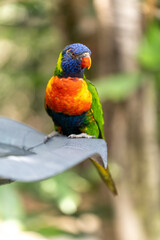 Sticker - Selective focus shot of a multicolor lorikeet perched on a leaf