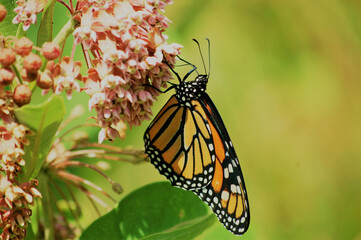 Wall Mural - selective focus shot of danaida monarch (danaus plexippus) on asclepias syriaca (common milkweed)