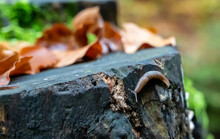 Small Slug Sticking On The Stone With The Dry Leaves On The Blurred Background