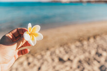 A Woman's Hand Holds White Yellow Orchid Flower Bud On A Coastline Background. Rest In Tropical Countries. Beauty Of Nature. Sandy Beach And Sea. Sand And Silent Ocean Coast Line. High Quality Photo