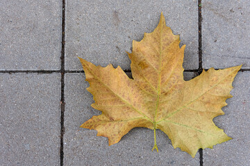 Poster - Top view of a dry fallen autumn leaf on the stone ground in the street