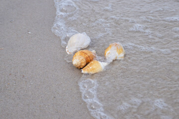 Shells on the beach at the sea concept summer for travel and holiday with soft wave background