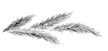 Simple Hand-drawn Vector Drawing In Black Outline. Pine Branch, Coniferous Plants. For New Year's, Christmas Design.