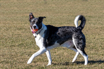 Sticker - The dog on a meadow while playing with a ball