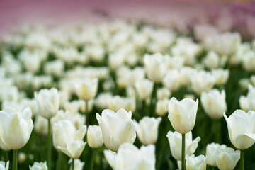 Sticker - delicate white tulips close up against blue sky. side view