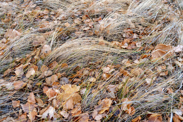 Sticker - Scenic shot of autumn maple leaves laying on the ground among dry grass