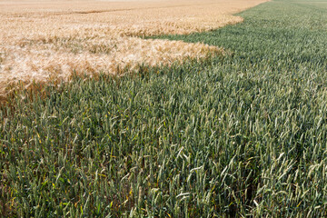 mixed agricultural field with different cereals