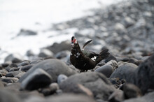 Warty Duck On Madeira Beach