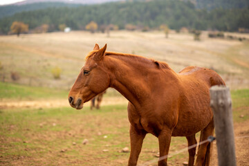 Poster - Of a brown horse in the farm