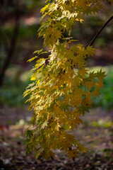 Poster - Vertical shot of an autumnal tree with yellow leaves