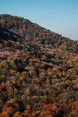 Poster - Scenic shot of an autumn forest full of trees with orange and yellow leaves and a mountain