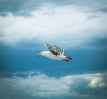 Closeup Of A Laridae Flying Against A Blue Sky
