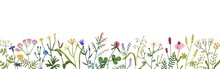 Floral Border With Spring Wild Flowers. Botanical Banner With Herbal Plants, Blooms For Decoration. Delicate Field And Meadow Wildflowers. Colored Flat Vector Illustration Isolated On White Background