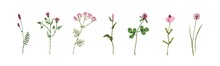 Wild Flowers, Field Herbs Set. Floral Herbal Plants With Leaf And Blooms. Different Delicate Meadow Wildflowers Of Pink Color. Botanical Flat Vector Illustrations Isolated On White Background