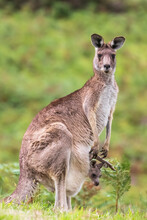Portrait Of Eastern Grey Kangaroo (Macropus Giganteus) Standing With Baby In Pouch