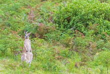 Eastern Grey Kangaroo (Macropus Giganteus) Standing Outdoors Amid Green Lush Flora