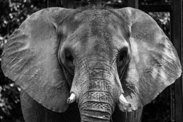 Wall Mural - Grayscale portrait of an elephant